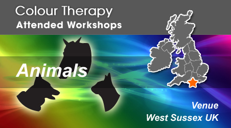 Colour Therapy Workshop - Animals